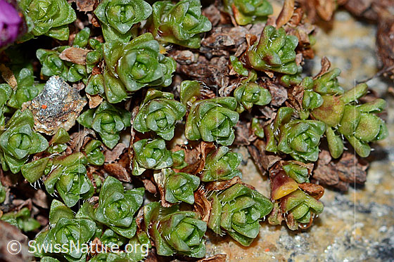 Foto: Gegenblättriger Steinbrech (Saxifraga oppositifolia). Blätter.