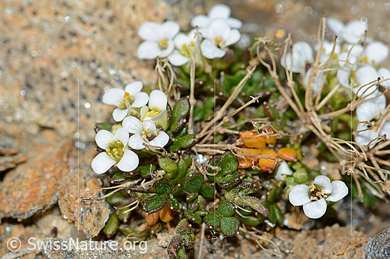 Foto: Kurzstängelige Gämskresse (Pritzelago alpina ssp. brevicaulis). Ganze Pflanze (Habitus).