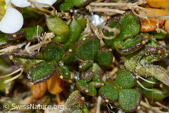 Foto: Kurzstängelige Gämskresse (Pritzelago alpina ssp. brevicaulis). Blätter.