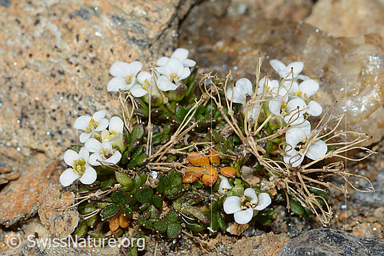 Foto: Kurzstängelige Gämskresse (Pritzelago alpina ssp. brevicaulis). Ganze Pflanze (Habitus).