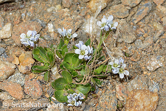 Foto: Bläuliche Gänsekresse (Arabis caerulea). Ganze Pflanze (Habitus).