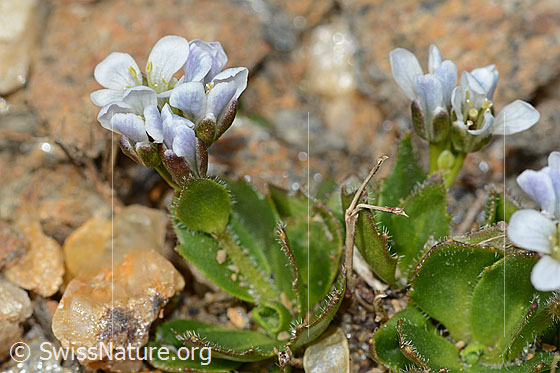 Foto: Bläuliche Gänsekresse (Arabis caerulea). Blüten und Blätter. Höhe: ca. 12mm.