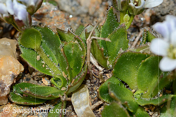 Foto: Bläuliche Gänsekresse (Arabis caerulea). Stängel und Blätter.