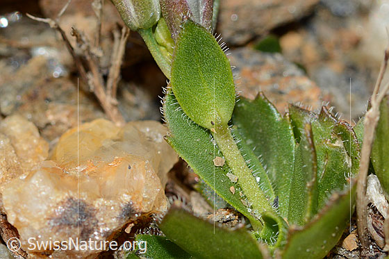 Foto: Bläuliche Gänsekresse (Arabis caerulea). Stängel und Blätter.