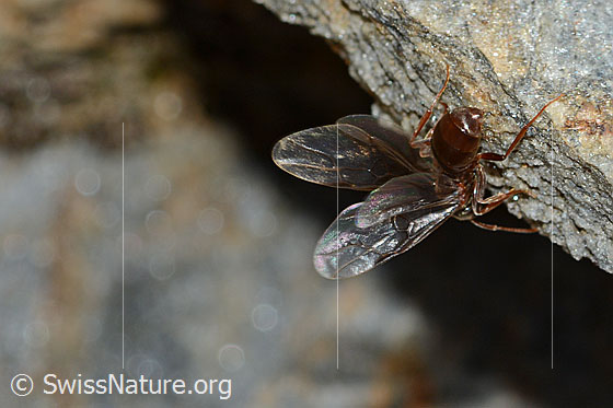 Photo: Probably Formica pressilabris. Length 4.5 - 6.5mm. Queen. View from behind.