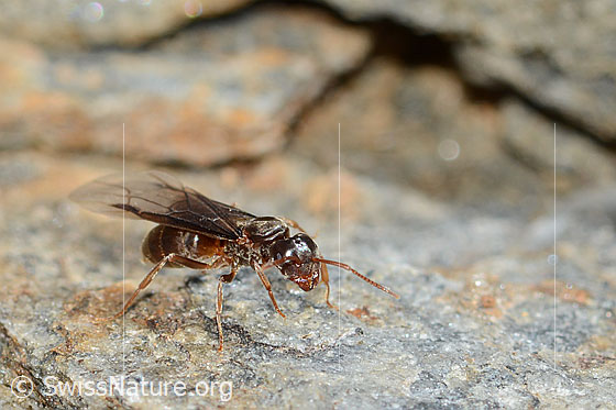 Photo: Probably Formica pressilabris. Length 4.5 - 6.5mm. Queen. View from side front.