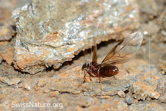 Photo: Probably Formica pressilabris. Length 4.5 - 6.5mm. Queen. View from side back.