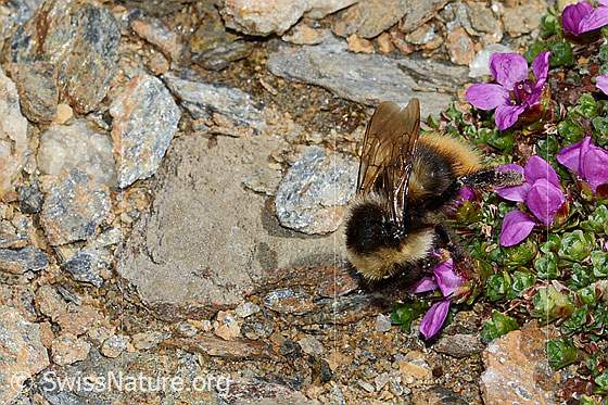 Foto: Wahrscheinlich Berglandhummel (Bombus monticola) auf Gegenblättrigem Steinbrech (Saxifraga oppositifolia). Länge 9 - 16mm. Ansicht von der Seite.