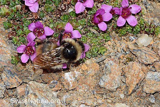 Foto: Wahrscheinlich Berglandhummel (Bombus monticola) auf Gegenblättrigem Steinbrech (Saxifraga oppositifolia). Länge 9 - 16mm. Ansicht von oben.