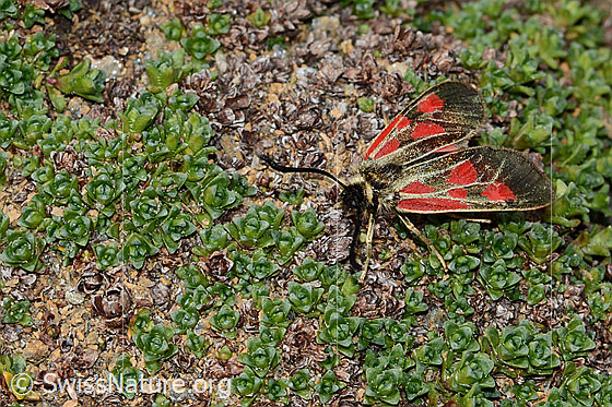 Photo: Zygaena exulans. Female.