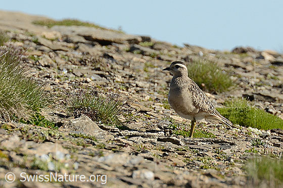 Mornellregenpfeifer (Eudromias morinellus)