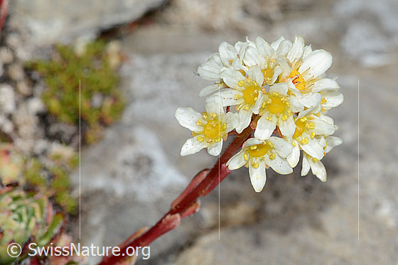 Photo: Saxifraga paniculata. Blossoms and stem.