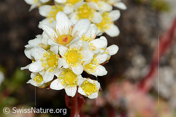 Photo: Saxifraga paniculata. Blossoms.