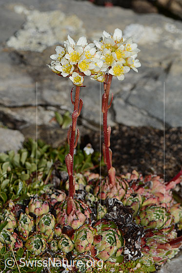 Photo: Saxifraga paniculata. Whole plant (habiti). View from the side.