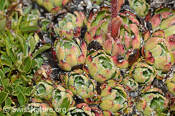 Photo: Saxifraga paniculata. Leaf rosettes.