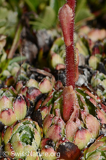 Photo: Saxifraga paniculata. Leaf rosette and stem.
