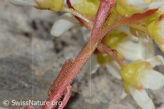 Photo: Saxifraga paniculata. Stem and base of the flowers.