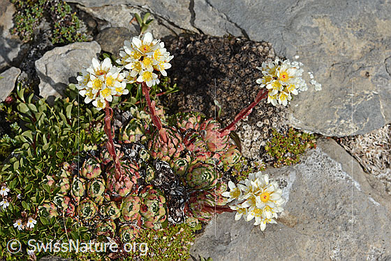 Photo: Saxifraga paniculata. Whole plant (habiti). View from above.