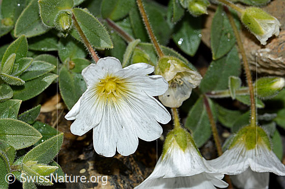 Photo: Cerastium latifolium. Blossom.