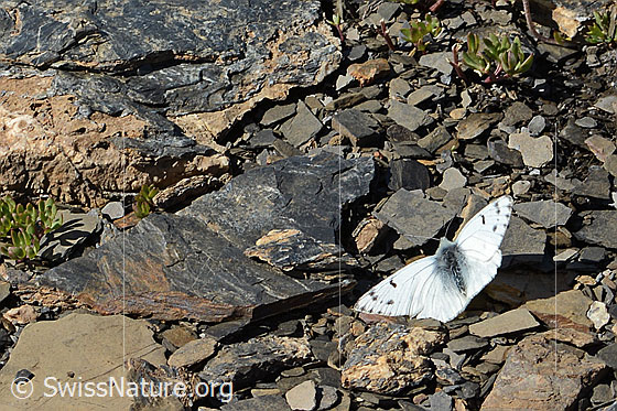 Photo: Pontia callidice. Male. Wings open.