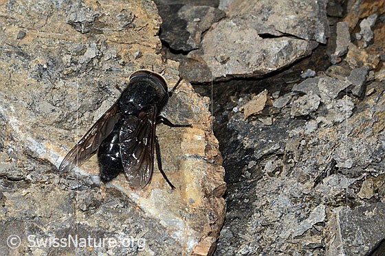 Photo: Hybomitra caucasica. Length 10mm. Male. View from above.