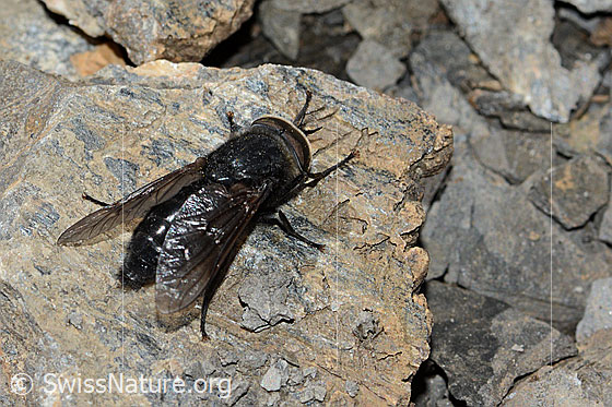 Photo: Hybomitra caucasica. Length 10mm. Male. View from diagonally above.