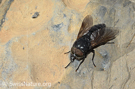 Photo: Hybomitra caucasica. Length 10mm. Male. Top view from the front.