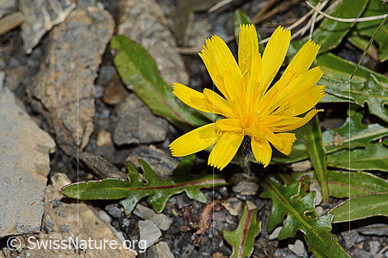 Foto: Wahrscheinlich Berg-Milchkraut (Leontodon montanus). Blüte.