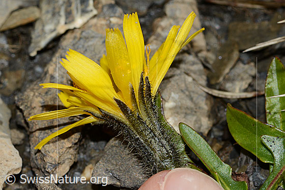 Berg-Milchkraut (Leontodon montanus)