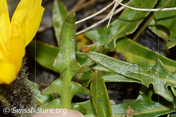 Foto: Wahrscheinlich Berg-Milchkraut (Leontodon montanus). Blattunterseite.