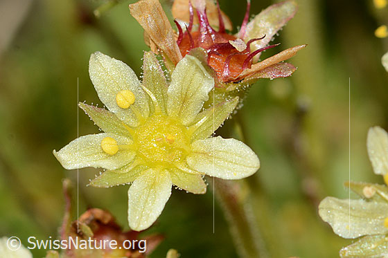 Moschus-Steinbrech (Saxifraga exarata ssp. moschata)