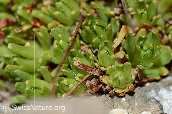 Foto: Moschus-Steinbrech (Saxifraga exarata ssp. moschata). Blätter.