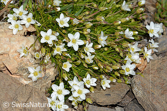 Photo: Arenaria ciliata. Blossoms and leaves.