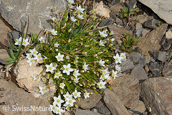 Photo: Arenaria ciliata. Whole plant (habiti).