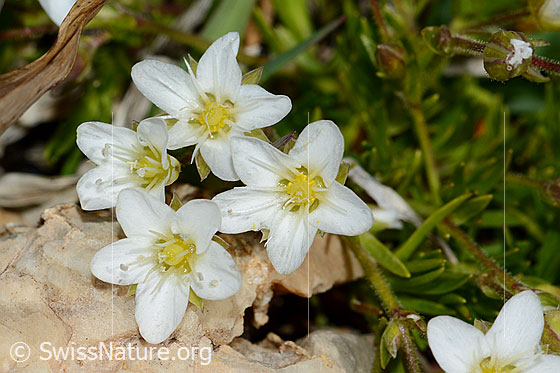 Bewimpertes Sandkraut (Arenaria ciliata)