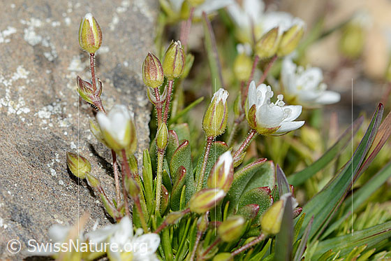 Photo: Arenaria ciliata. Stem and blossoms. View from the side.
