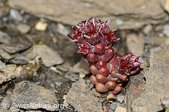 Photo: Sedum atratum. Whole plant (habiti).