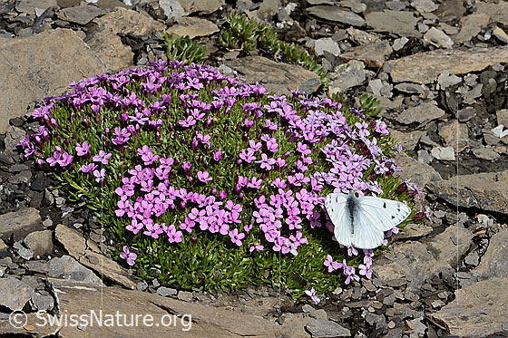 Photo: Pontia callidice on Silene acaulis. Wings open. View from diagonally above.