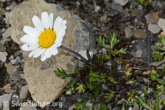 Foto: Gewöhnliche Alpenmargerite (Leucanthemopsis alpina). Ganze Pflanze (Habitus)