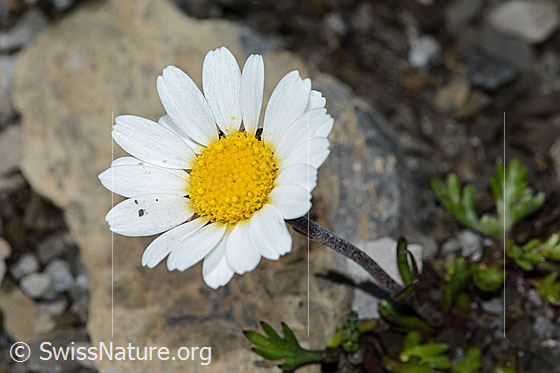 Foto: Gewöhnliche Alpenmargerite (Leucanthemopsis alpina). Blüte. Ansicht von oben.