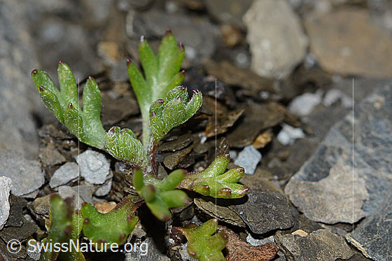 Foto: Gewöhnliche Alpenmargerite (Leucanthemopsis alpina). Blätter.