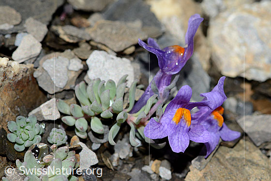 Foto: Alpen-Leinkraut (Linaria alpina). Ganze Pflanze (Habitus).