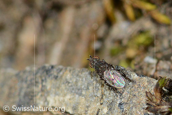 Photo: Probably Scatella tenuicosta (Ephydridae. Length 2.5mm. View from above.