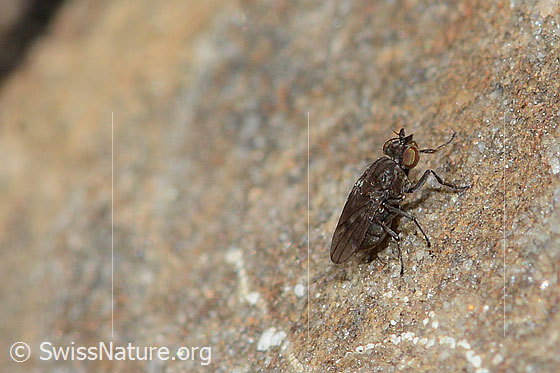 Scatella tenuicosta (Salzfliege)