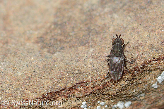 Photo: Probably Scatella tenuicosta (Ephydridae). Length 2.5mm. View from above.