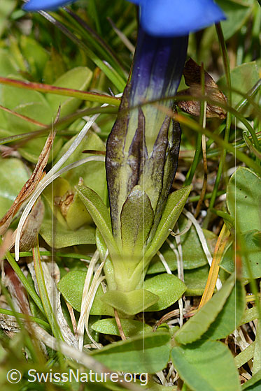Photo: Probably Gentiana verna. Leaves and calyx.