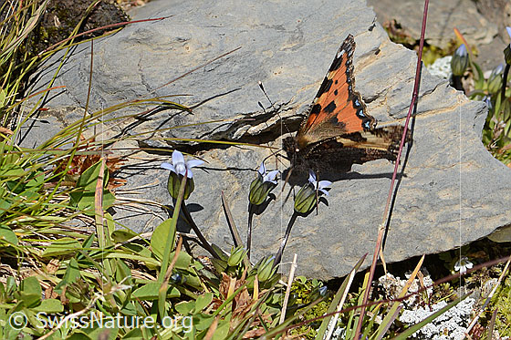 Photo: Aglais urticae on Gentiana tenella. Wings half open. View diagonally from the front.