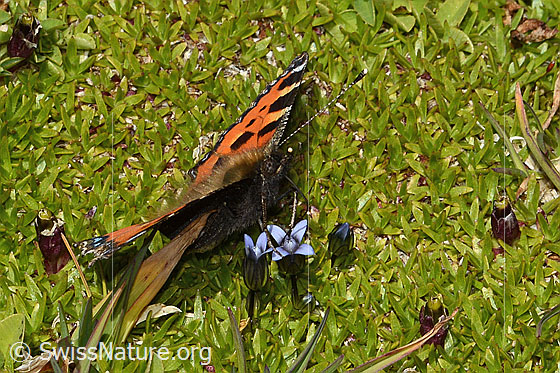 Foto: Kleiner Fuchs (Aglais urticae) auf Zartem Enzian (Gentiana tenella). Flügel ganz geöffnet. Ansicht von der Seite.