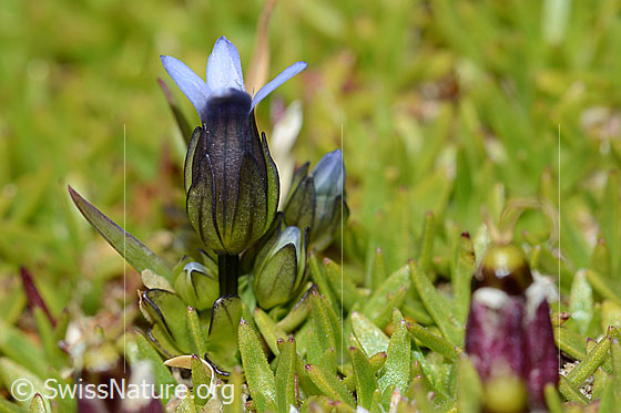 Photo: Gentiana tenella. Blossom and stem. View from the side.