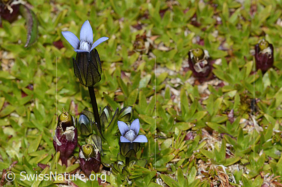 Photo: Gentiana tenella. Whole plant (habiti).